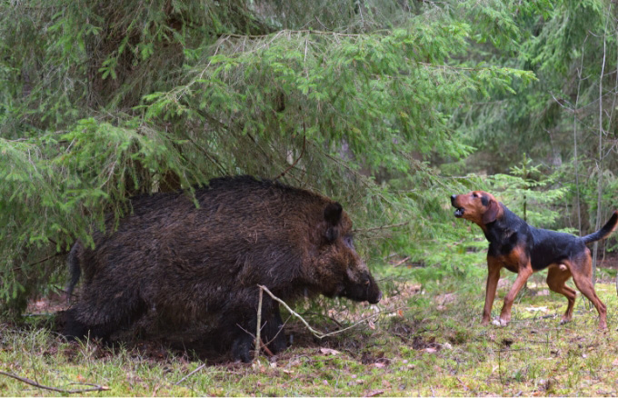 Chien avec un sanglier